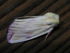 Thurberiphaga diffusa