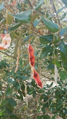 Capparis cynophallophora