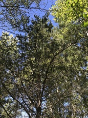 Pinus banksiana