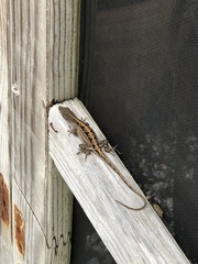 Anolis sagrei