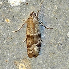 Phycitinae