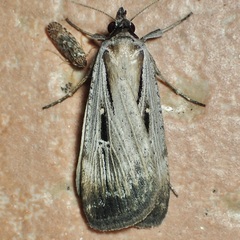 Tathorhynchus exsiccata