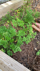Petroselinum crispum