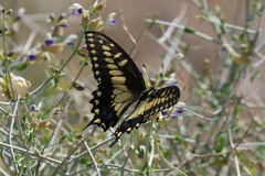 Papilio polyxenes rudkini