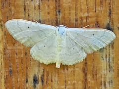 Idaea straminata