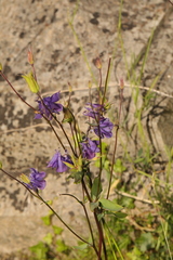Aquilegia vulgaris