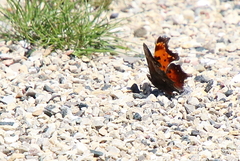 Polygonia progne