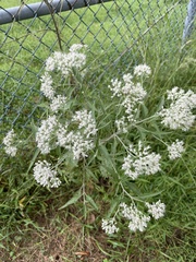 Eupatorium