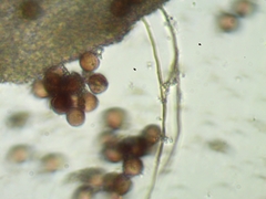 Fuligo cinerea