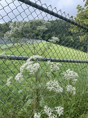 Eupatorium
