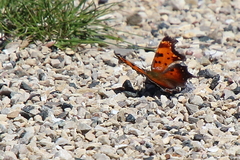 Polygonia progne