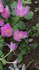 Colchicum