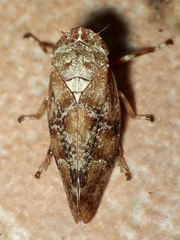 Aphrophora