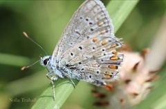 Polyommatus thersites