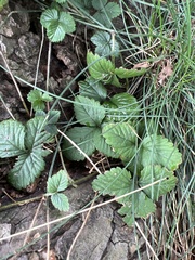 Potentilla indica