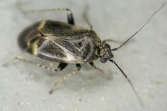 Plagiognathus obscurus