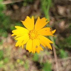 Coreopsis grandiflora