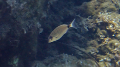Diplodus sargus