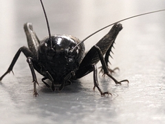 Gryllus veletis