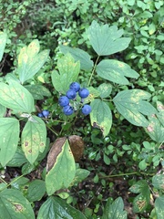 Caulophyllum thalictroides