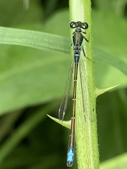 Ischnura denticollis