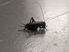 Gryllus veletis