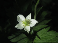Anemone virginiana