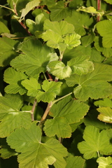 Ribes sanguineum