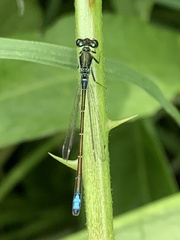 Ischnura denticollis