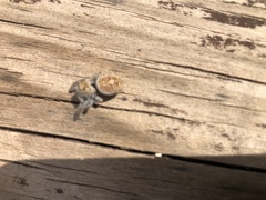 Phidippus carolinensis