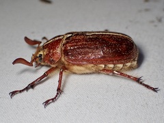 Polyphylla hammondi