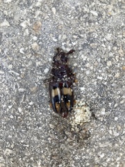 Dendrobias mandibularis