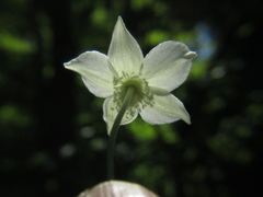 Anemone virginiana
