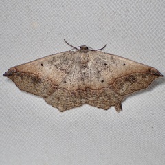 Prochoerodes forficaria