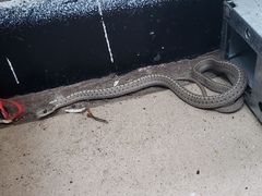Thamnophis elegans