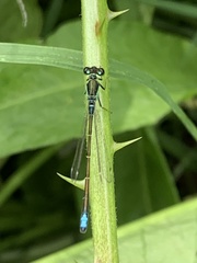 Ischnura denticollis