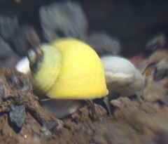 Littorina