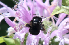 Melissodes bimaculatus