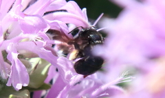 Melissodes bimaculatus