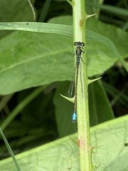 Ischnura denticollis