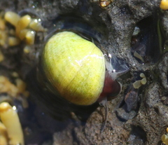 Littorina
