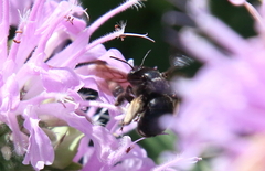 Melissodes bimaculatus