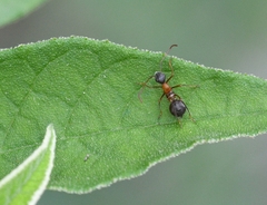 Alydidae