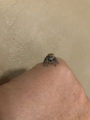 Phidippus carolinensis