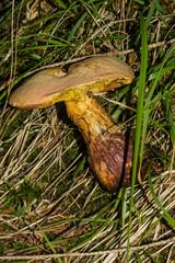 Suillellus luridus