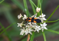 Oncopeltus varicolor