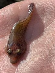 Lepadogaster purpurea