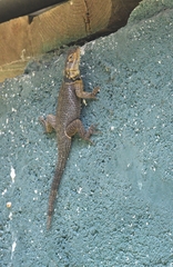 Sceloporus cyanogenys