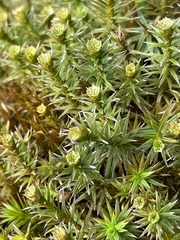 Polytrichum juniperinum
