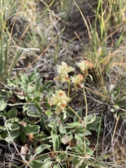 Eriogonum jamesii
